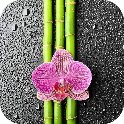 Orchid And Bamboo Wallpaper 1.0
