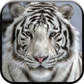 New Beautiful White Tiger Wallpapers logo
