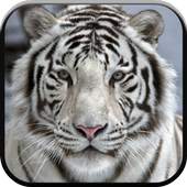 New Beautiful White Tiger Wallpapers 1.0