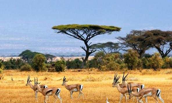 Gazelle wallpapers screenshot 1