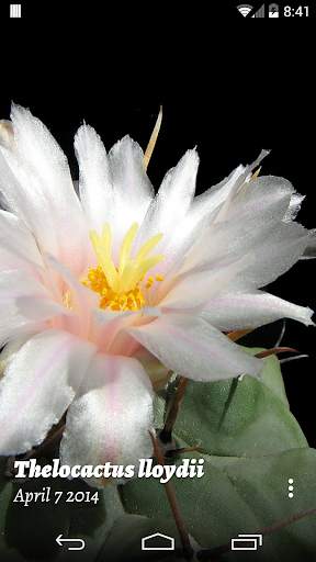 Cactus of The Day screenshot 3