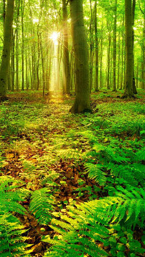 Forest HD Wallpapers 5 تصوير الشاشة