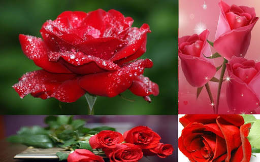 Rose Wallpaper screenshot 4