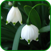 May Lilies LWP icon
