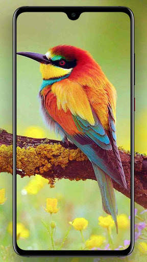 Beautifull Bird Wallpapers screenshot 5