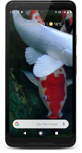Japanese Koi Fish Wallpaper screenshot 1