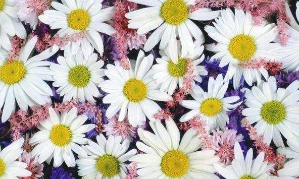 Chamomile wallpapers screenshot 3