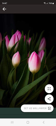 Tulips HD wallpaper screenshot 2