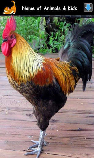 Animal Sounds for Kids Lite screenshot 13