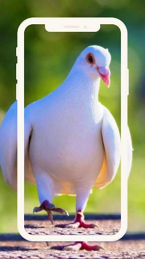 Birds Pigeon Wallpaper Beauty screenshot 3