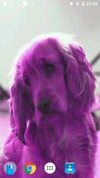Pink Dog Video Wallpaper screenshot 4