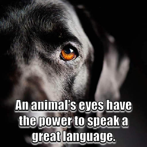 Animal Lover Quotes - Dog Lover Status - Cat Love screenshot 12