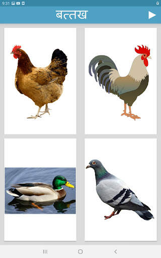 Learn Animals and Birds in Hin screenshot 14