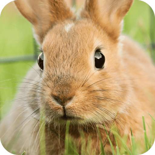 Rabbit Wallpaper screenshot 18