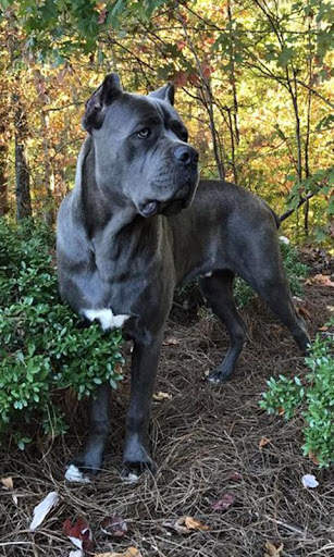 Mastiff Wallpaper screenshot 4