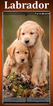 Labrador Puppies Live Wallpaper screenshot 1