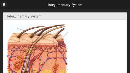 Human Body Free Offline screenshot 8