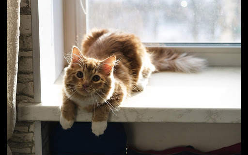 Cat Wallpapers HD Cute screenshot 10