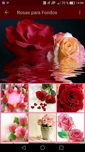 Roses with Beautiful Phrases 🌹 14 تصوير الشاشة