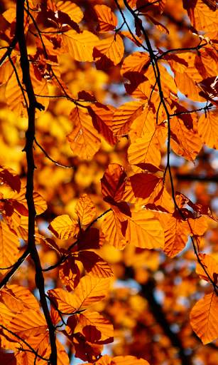 Autumn leaves Wallpapers (backgrounds & themes) screenshot 3