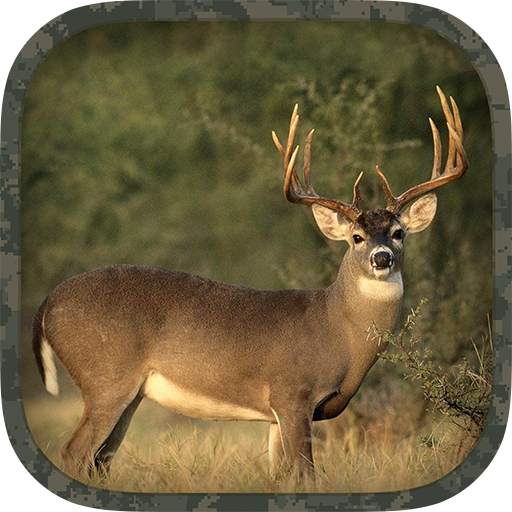 Whitetail Hunting Calls 2.0