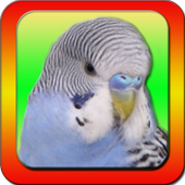 Talking Parrot icon