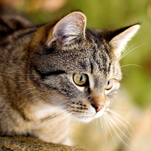 Cat Puzzle icon