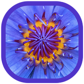 Macro Wallpapers icon