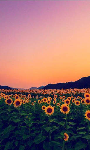 Wallpapers HD Free screenshot 5