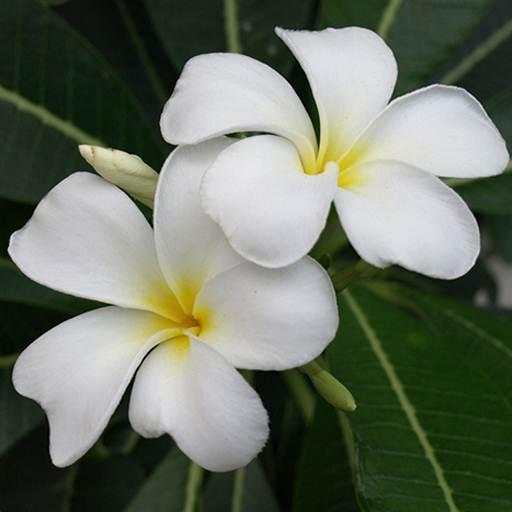 Plumeria Wallpaper 3.1