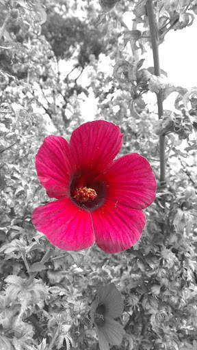 Photo/Vector Graphics Editor screenshot 3