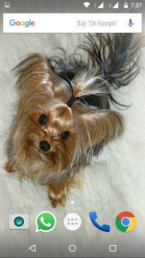 Yorkshire Terrier Dog Wallpape screenshot 6