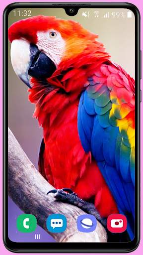 Parrots Wallpaper Best HD screenshot 4
