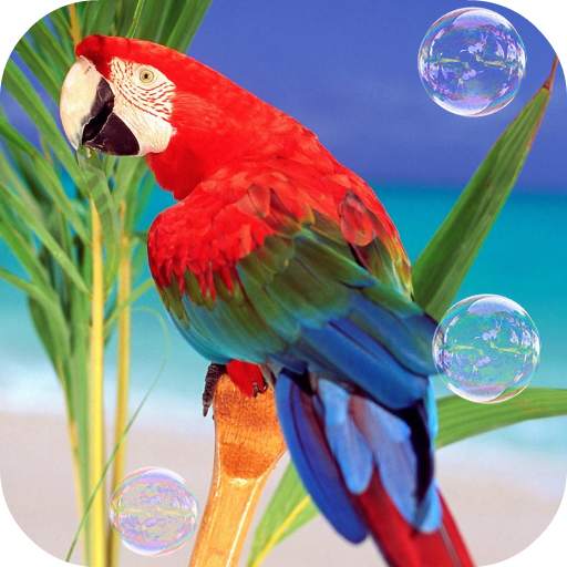 Parrots Live Wallpaper 2.0