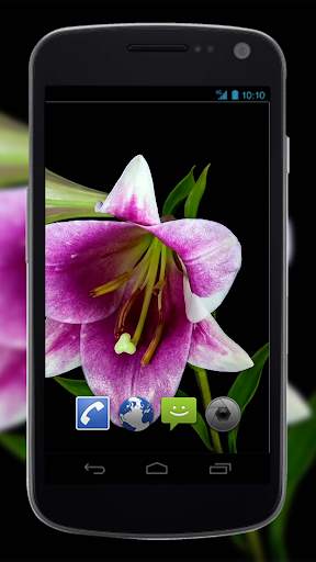 4K Flowers Video Live Wallpapers screenshot 1