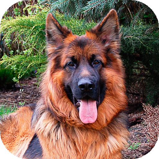 German Shepherd Wallpapers  (backgrounds &amp; themes) icon