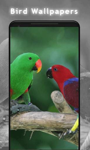 Bird Wallpaper HD screenshot 2