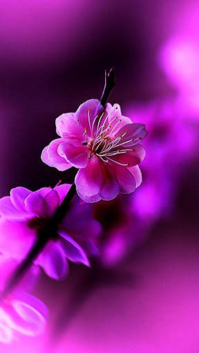 Beautiful Spring Wallpaper screenshot 7