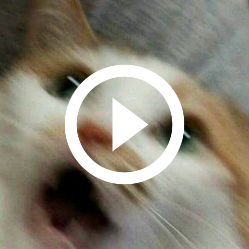 Funny Cat Videos and Pictures, icon