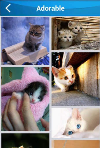 Cat wallpaper screenshot 2