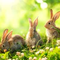 Easter Live Wallpapers