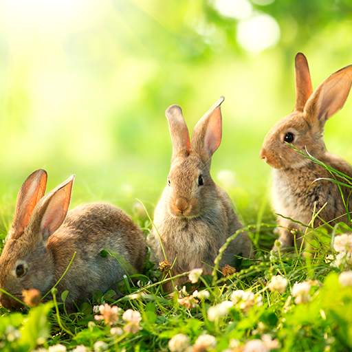 Easter Live Wallpapers 2.1