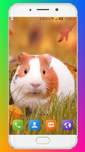 Guinea Pig Wallpaper screenshot 5