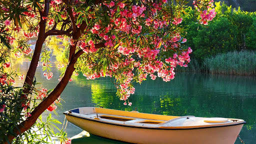 Spring Wallpapers : backgrounds hd screenshot 22
