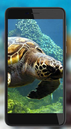 Tortoises Sea screenshot 5