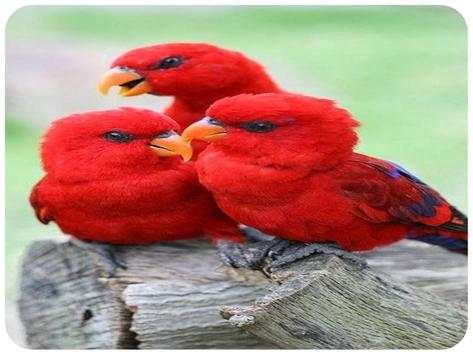 The most beautiful birds in the world screenshot 4