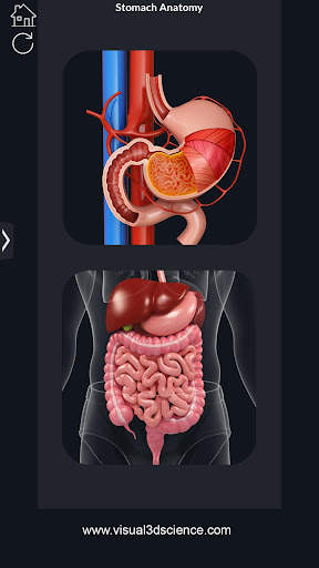 My Stomach Anatomy screenshot 1