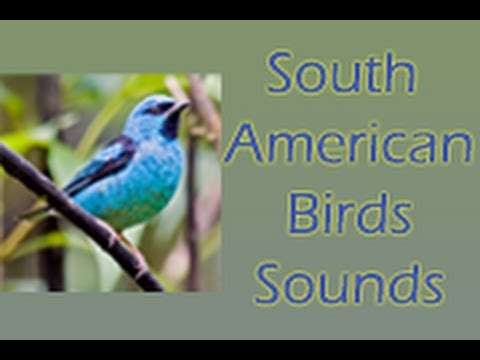 South American Birds Free स्क्रीनशॉट 1