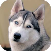 Siberian Husky Wallpapers : backgrounds hd