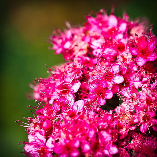 Hyacinth Wallpaper HD screenshot 7